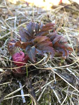 Image of Angelica archangelica subsp. archangelica