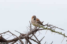 Image of Kenya Rufous-Sparrow