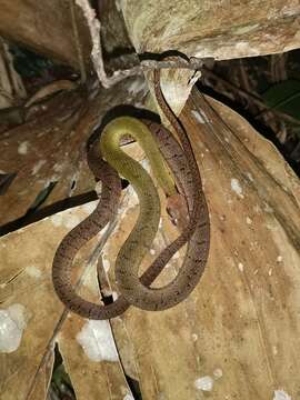 Image of Black-banded Keelback