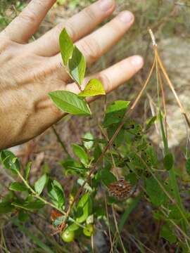 Vaccinium stamineum L.的圖片