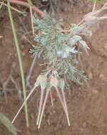 Image of Pelargonium nanum L'Her. ex DC.