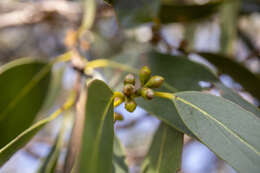 Image of Eucalyptus subcrenulata Maiden & Blakely