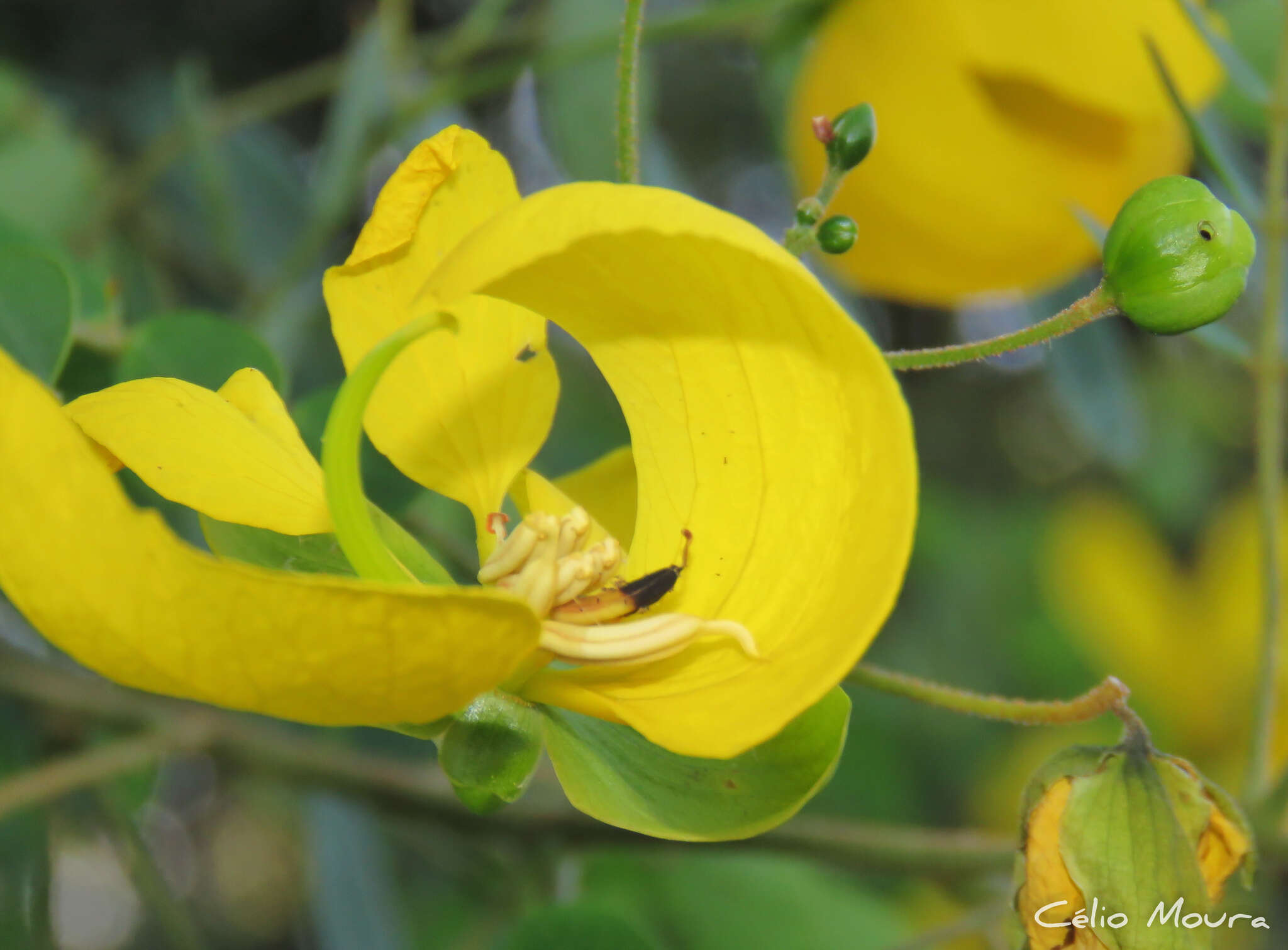 Слика од Senna trachypus (Benth.) H. S. Irwin & Barneby