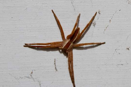 Image of Nursery Web Spider