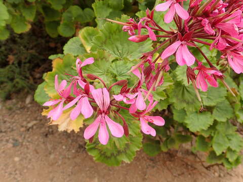 Image of horseshoe geranium