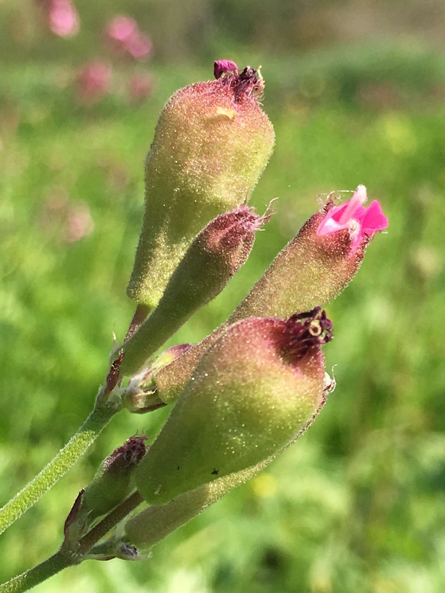 Silene aegyptiaca (L.) L. fil.的圖片