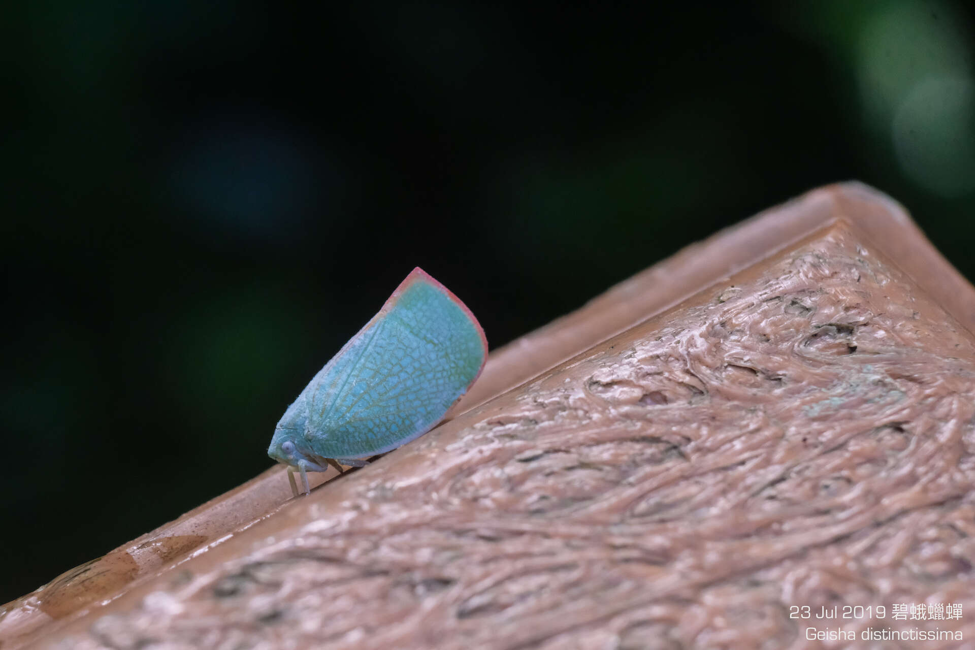 Image of Geisha distinctissima (Walker 1858)