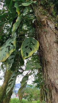 Monstera adansonii subsp. laniata (Schott) Mayo & I. M. Andrade resmi