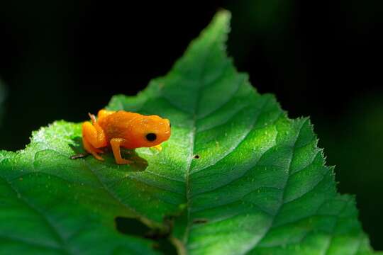 Image of Saddleback toad