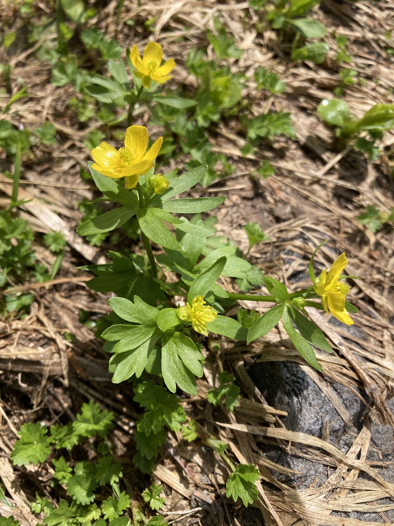 Image of <i>Ranunculus <i>eschscholtzii</i></i> var. eschscholtzii