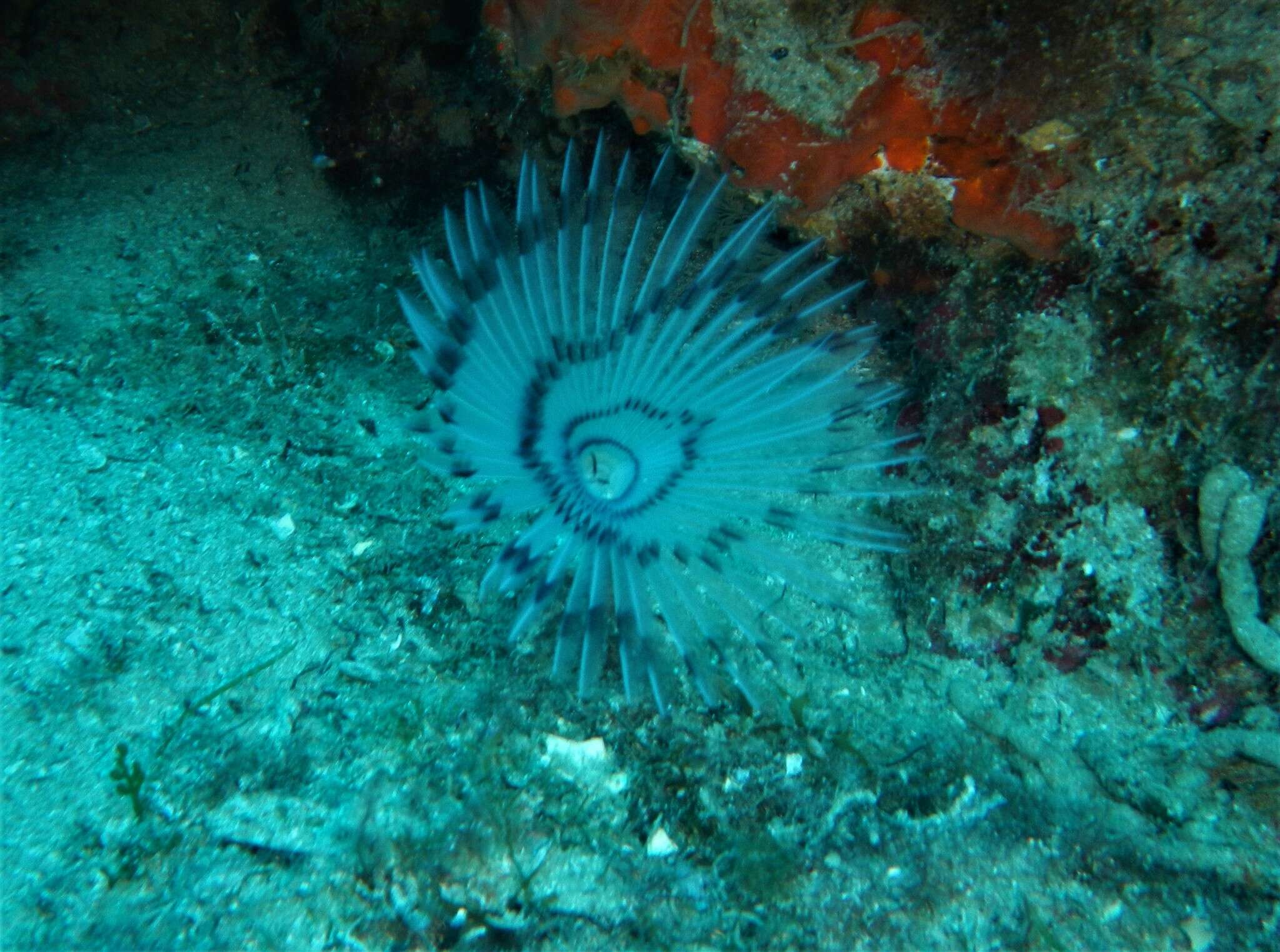 Image of Peacock worm