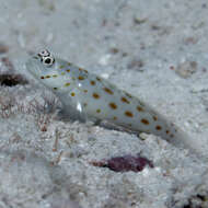 Image of Prawn-goby prawngoby shrimp-goby