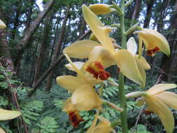 Image of Phaius flavus (Blume) Lindl.