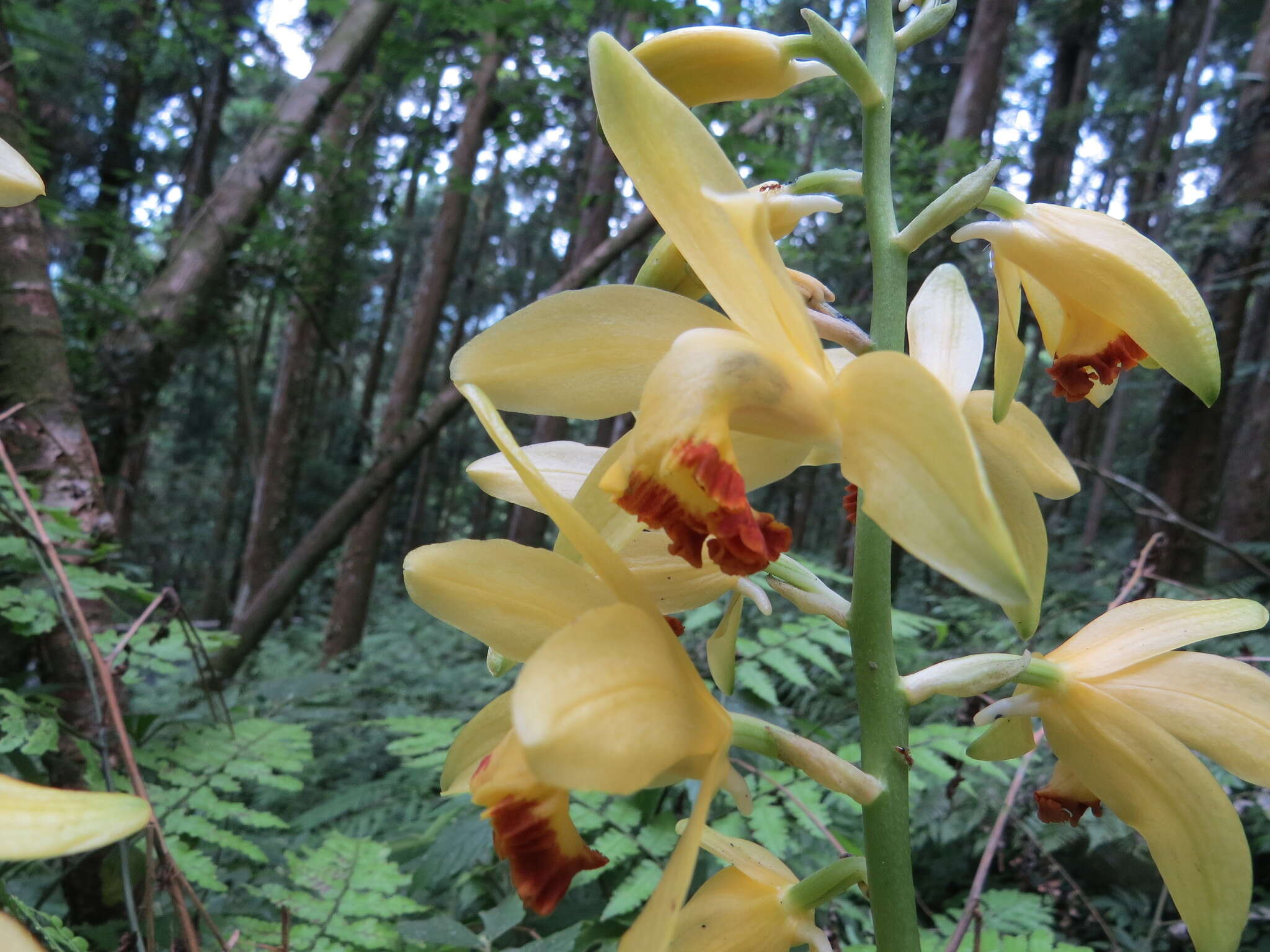 Imagem de Phaius flavus (Blume) Lindl.