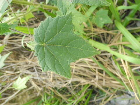 Hibiscus physaloides Guill. & Perr.的圖片