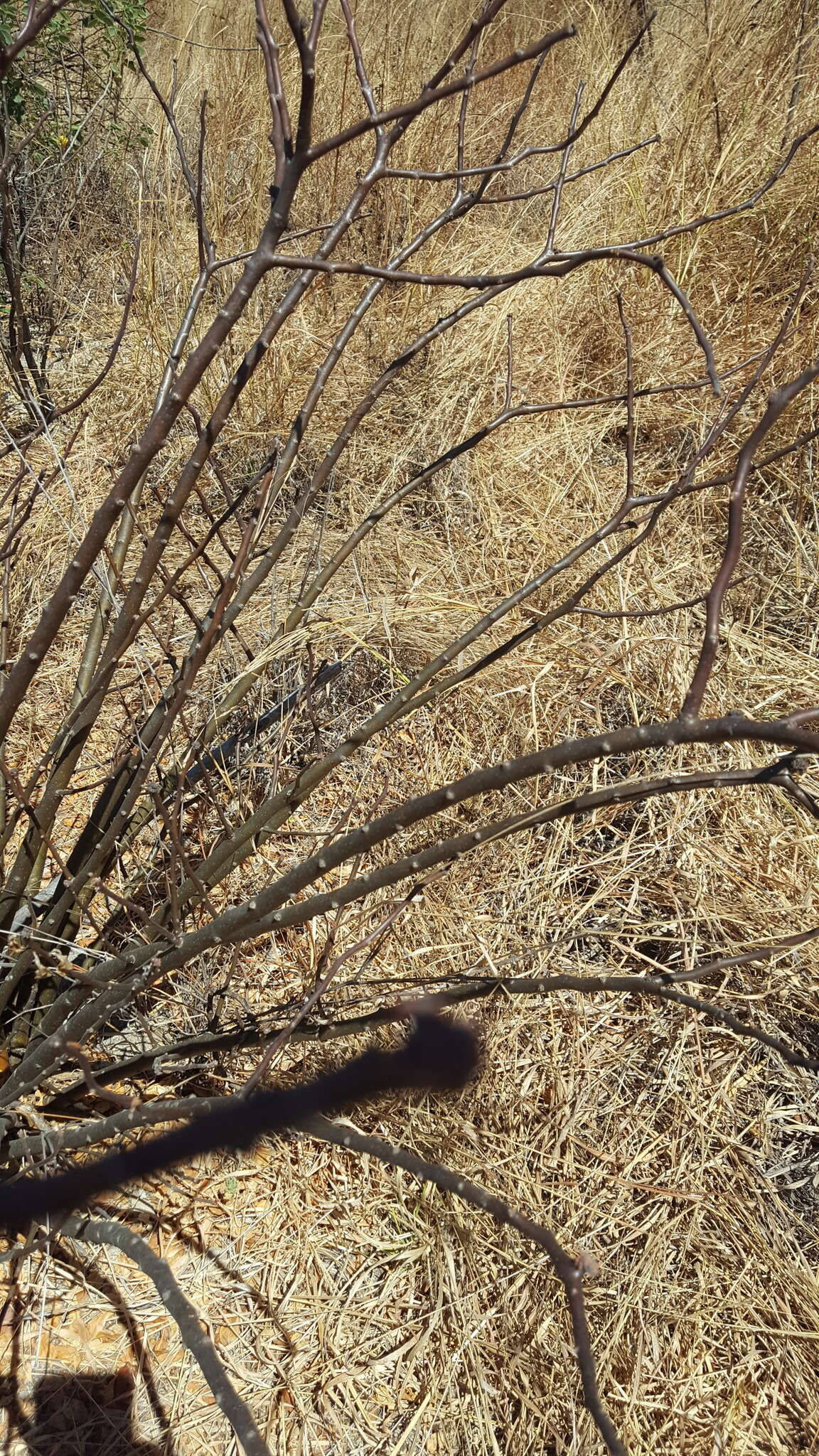 Image of Jatropha oaxacana J. Jiménez Ram. & R. Torres