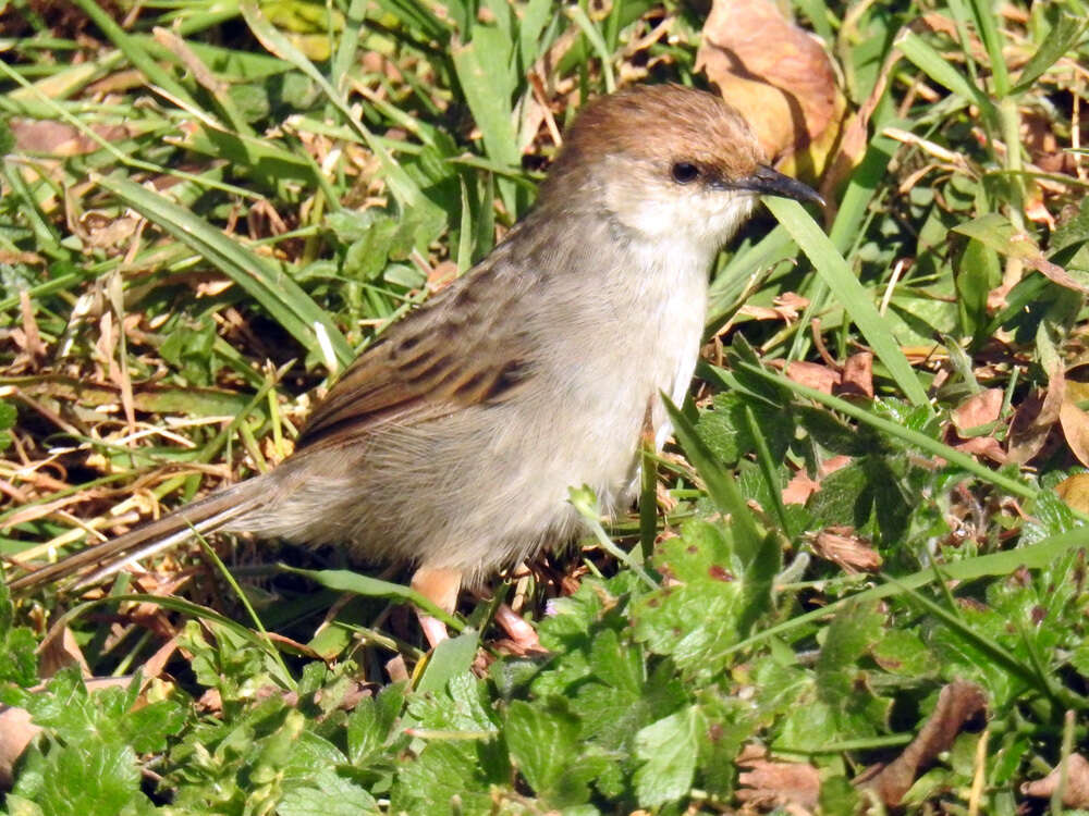 Image of Hunter's Cisticola