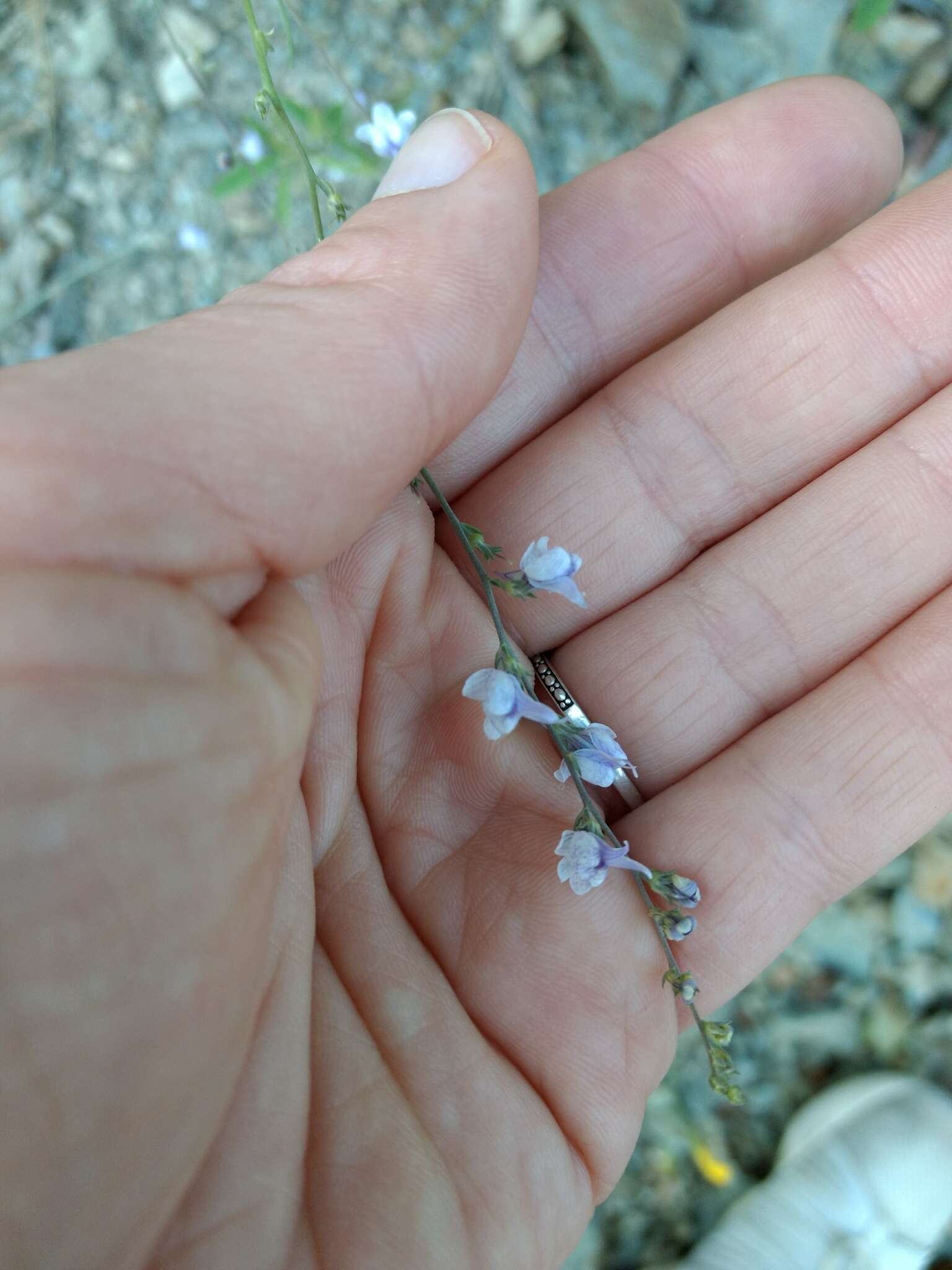 Plancia ëd Linaria corifolia Desf.