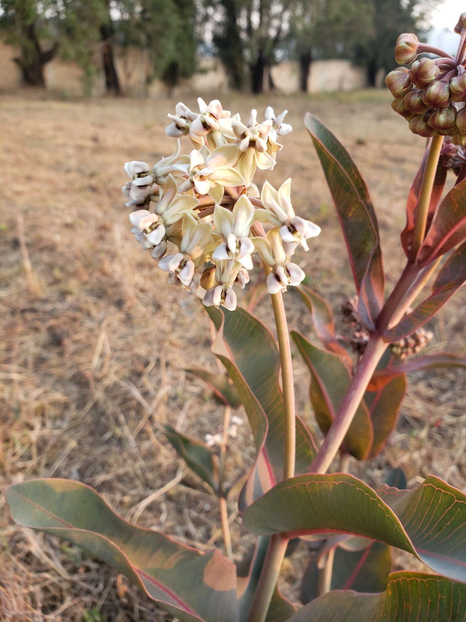 Image of nodding milkweed