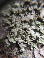 Image of canoparmelia lichen