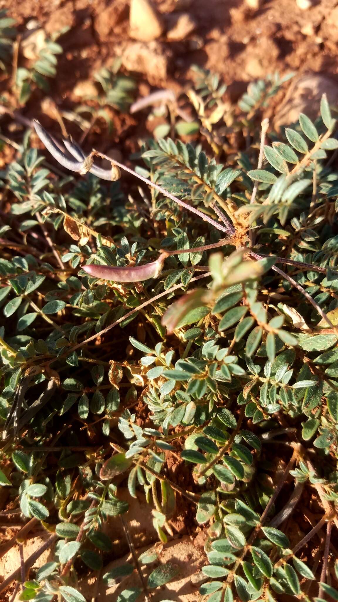 Imagem de Astragalus nuttallianus var. austrinus (Small) Barneby