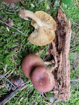 Image of Tricholomopsis flammula Métrod ex Holec 2009