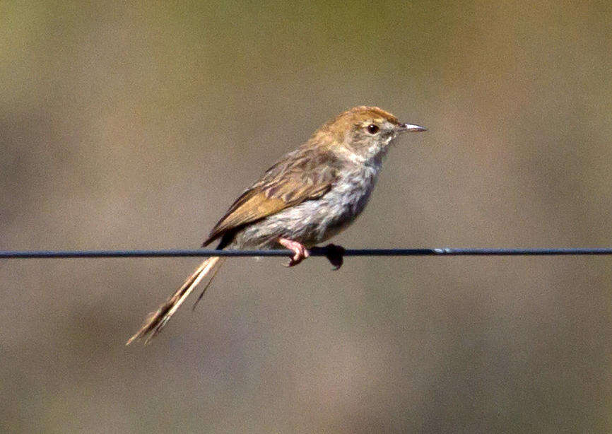 Sivun Cisticola subruficapilla jamesi Lynes 1930 kuva