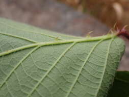 Image of Rubus erythrops E. S. Edees & A. Newton