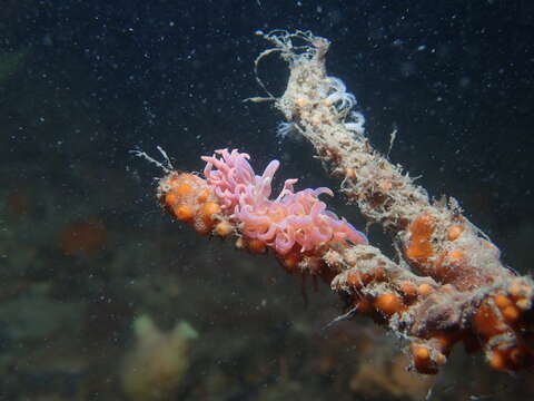 Image of Sea slug