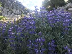 Image of Blunt-lobe Lupine