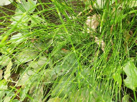 Image of Equisetum ramosissimum subsp. debile (Roxb. ex Vaucher) Hauke