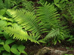 Image de Polystichum retrosopaleaceum (Kodama) Tag.