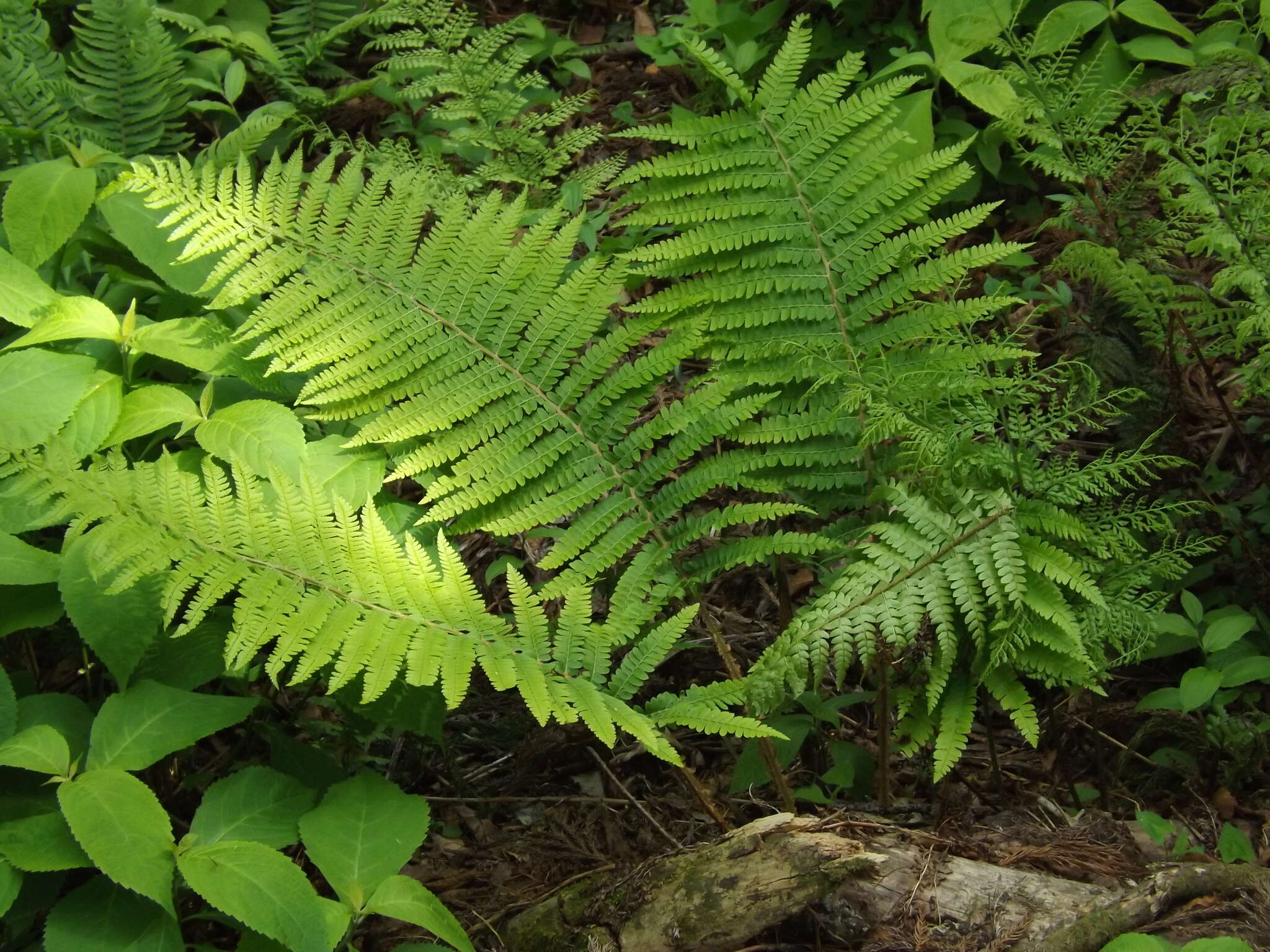 Image de Polystichum retrosopaleaceum (Kodama) Tag.