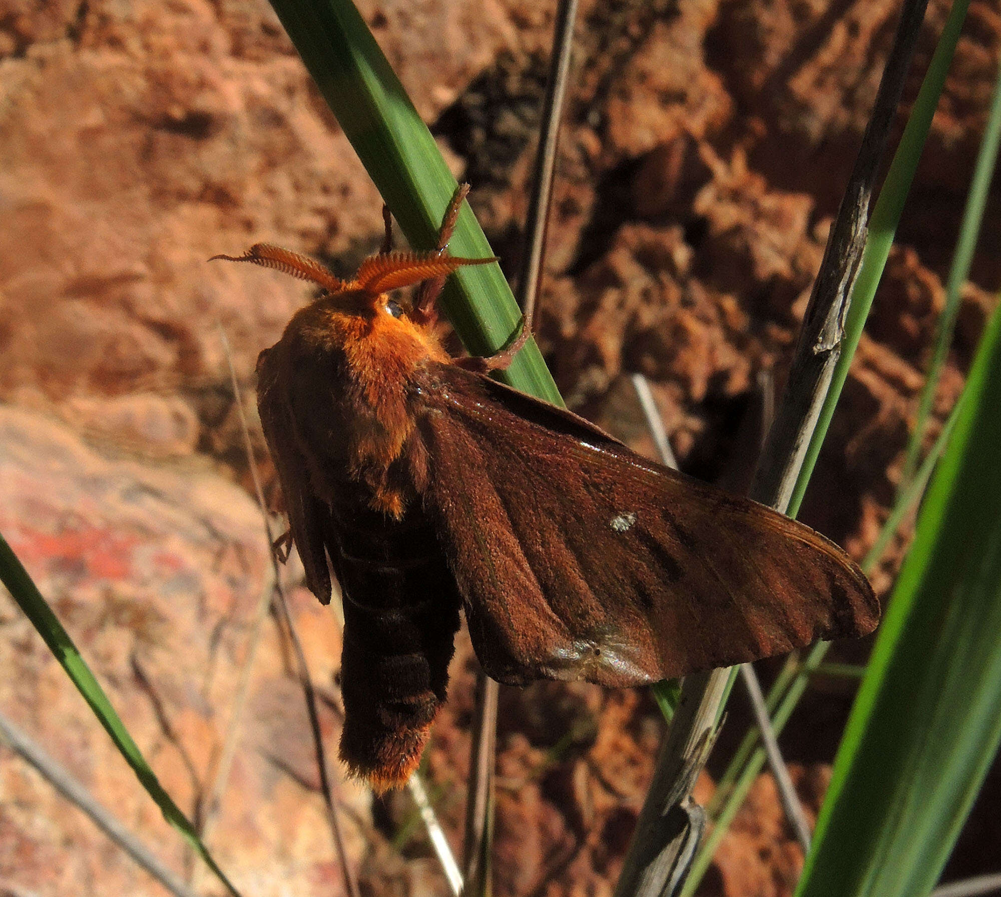 Anisota assimilis (Druce 1886)的圖片