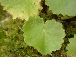 Image of Saxifraga rotundifolia subsp. rotundifolia