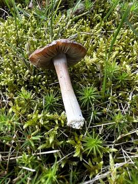 Image of Inocybe acriolens Grund & D. E. Stuntz 1975