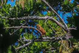 Image of Costa Rican Pygmy Owl