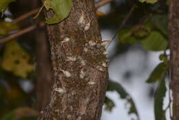 Image de Dendrobium microbulbon A. Rich.