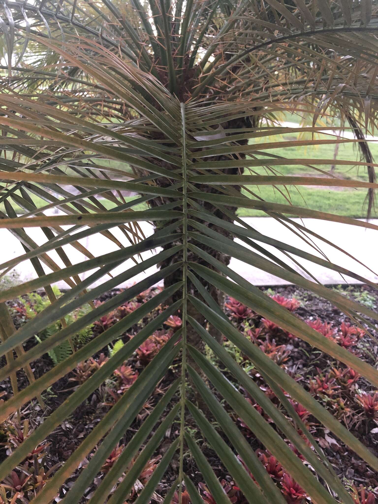 Image of pygmy date palm