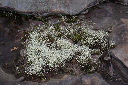 Image of One-Flower Stitchwort