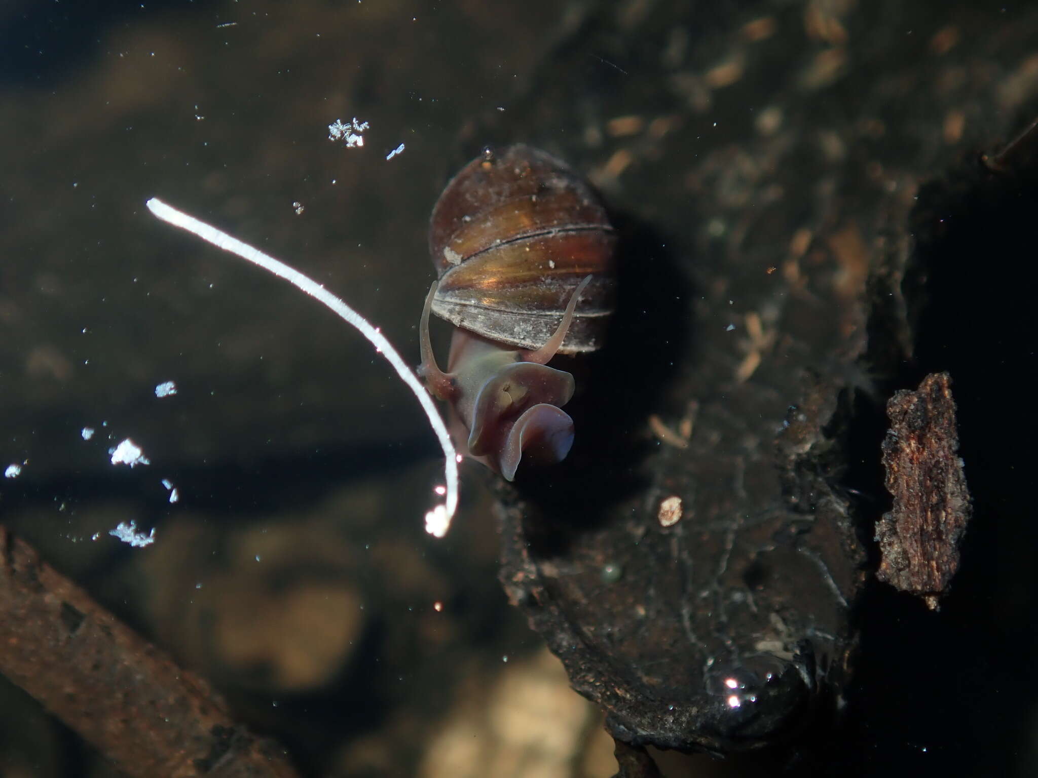 Image of Isidorella hainesii (Tryon 1866)