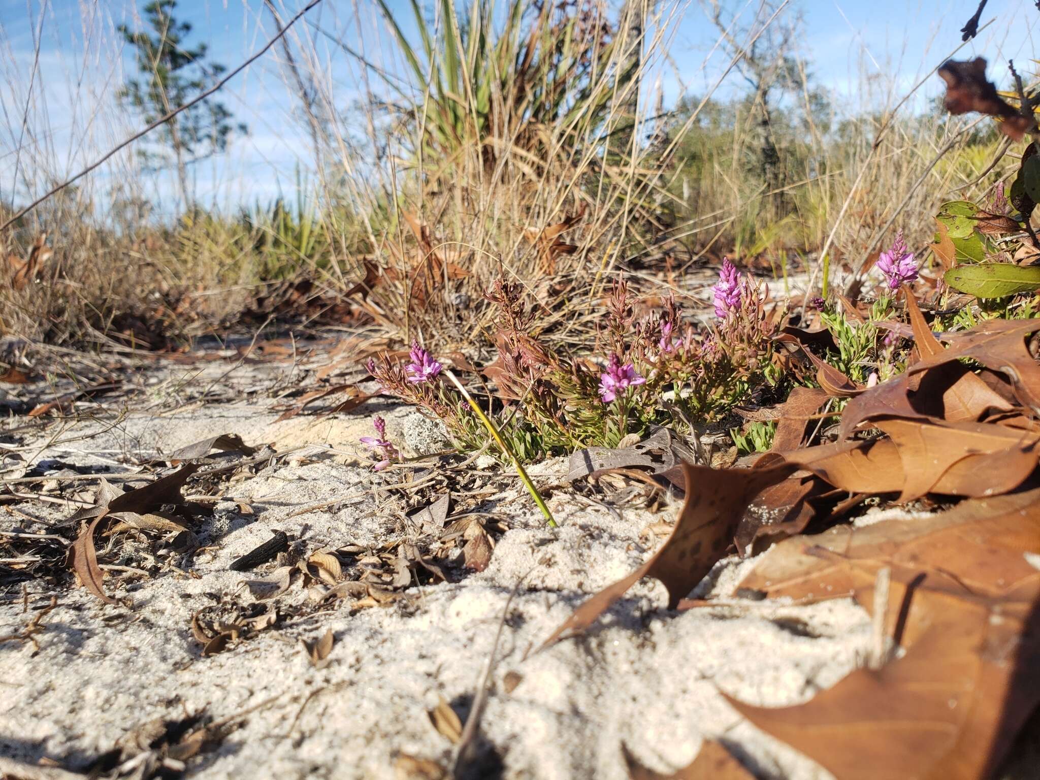 Image of Lewton's milkwort