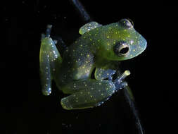 Image of Mache glass frog