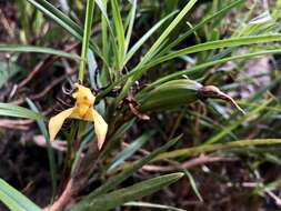 Imagem de Maxillaria meridensis Lindl.