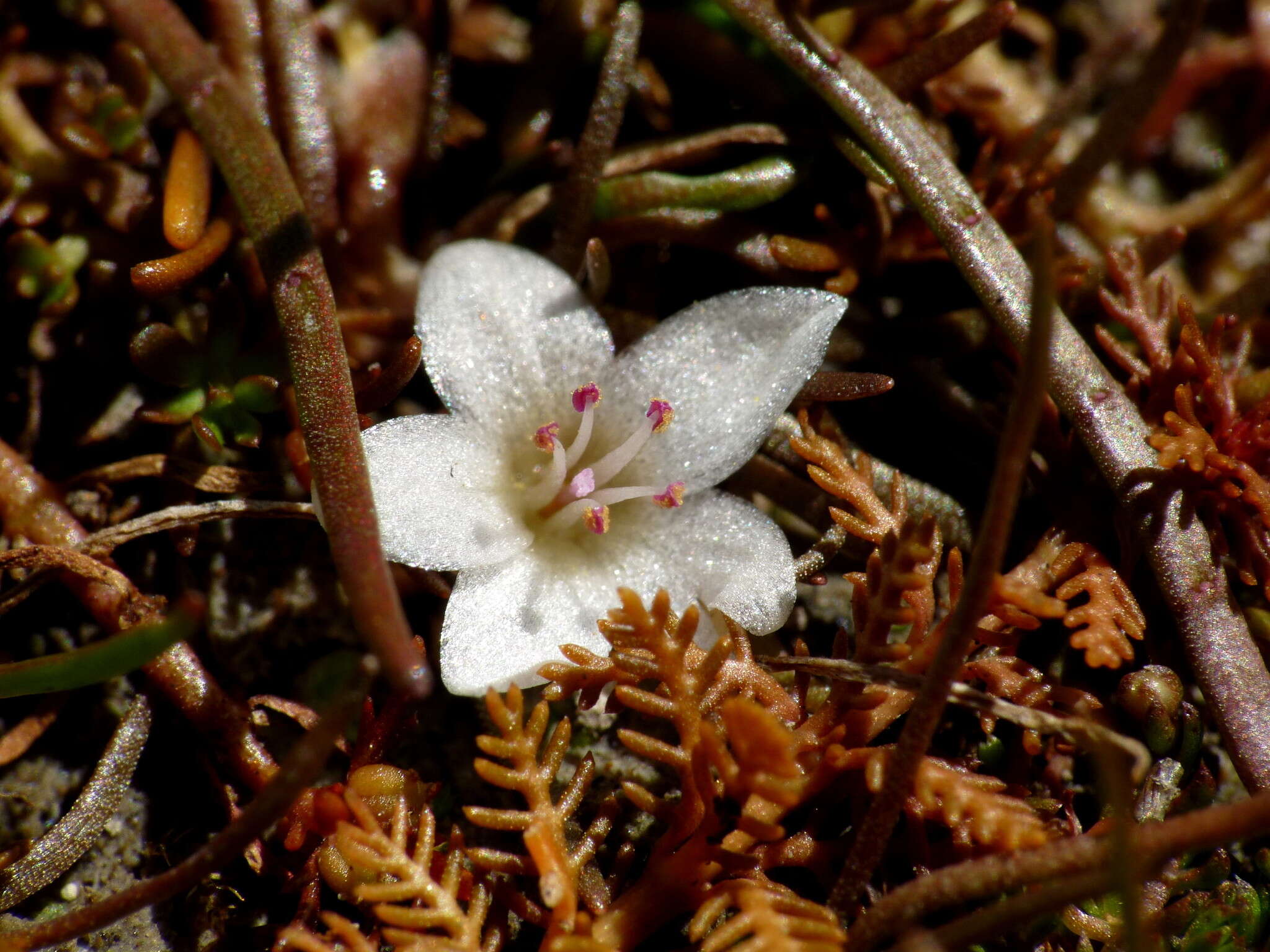 Image of Montia angustifolia Heenan