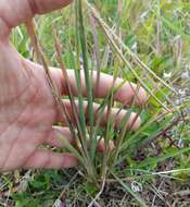 Eustachys petraea (Sw.) Desv. resmi