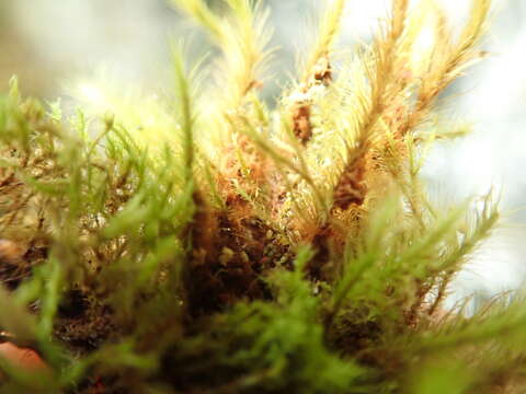 Image of Menzies' anacolia moss