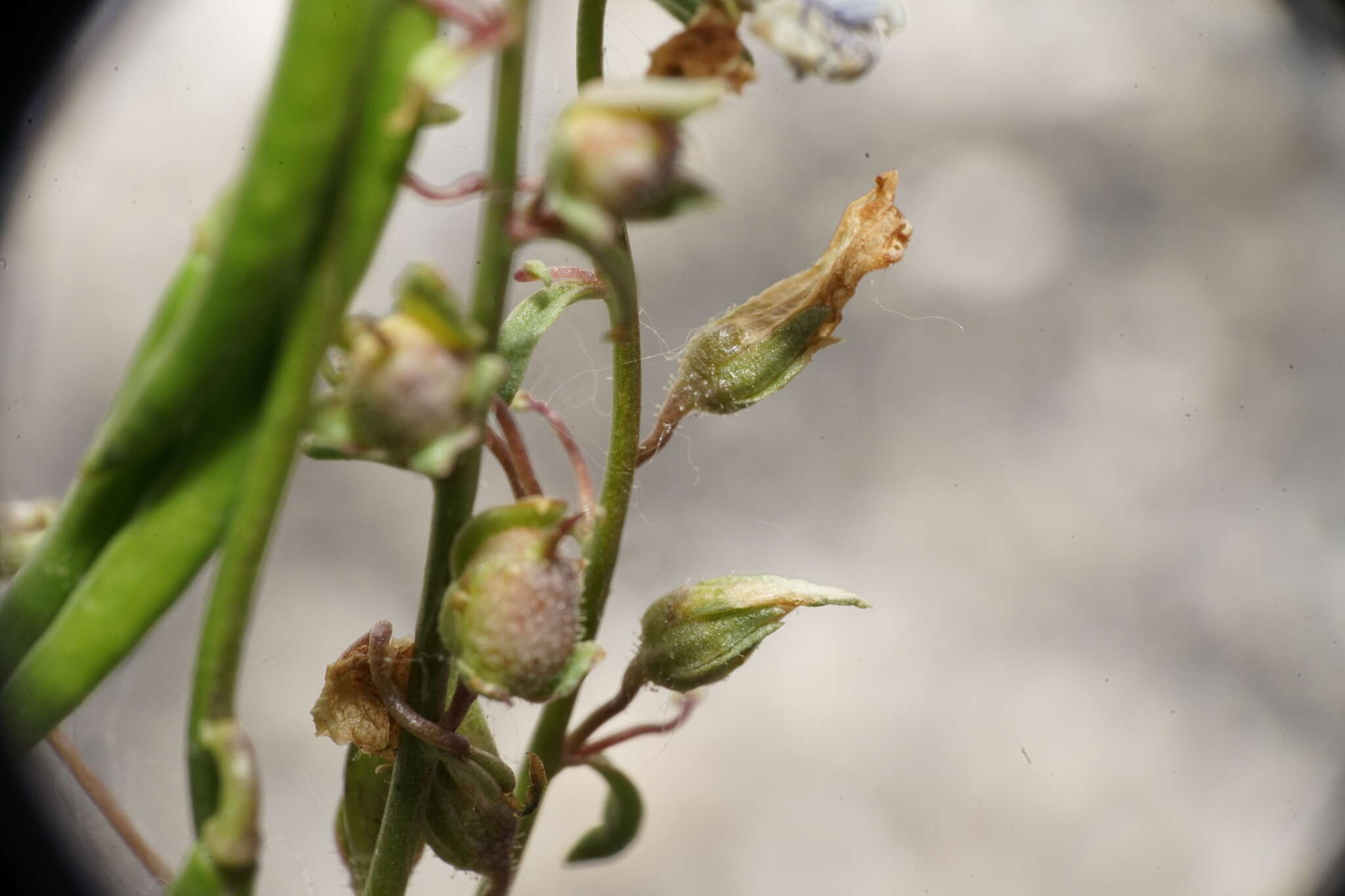 Image of least snapdragon