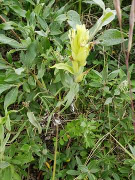 Image of Port Clarence Indian paintbrush