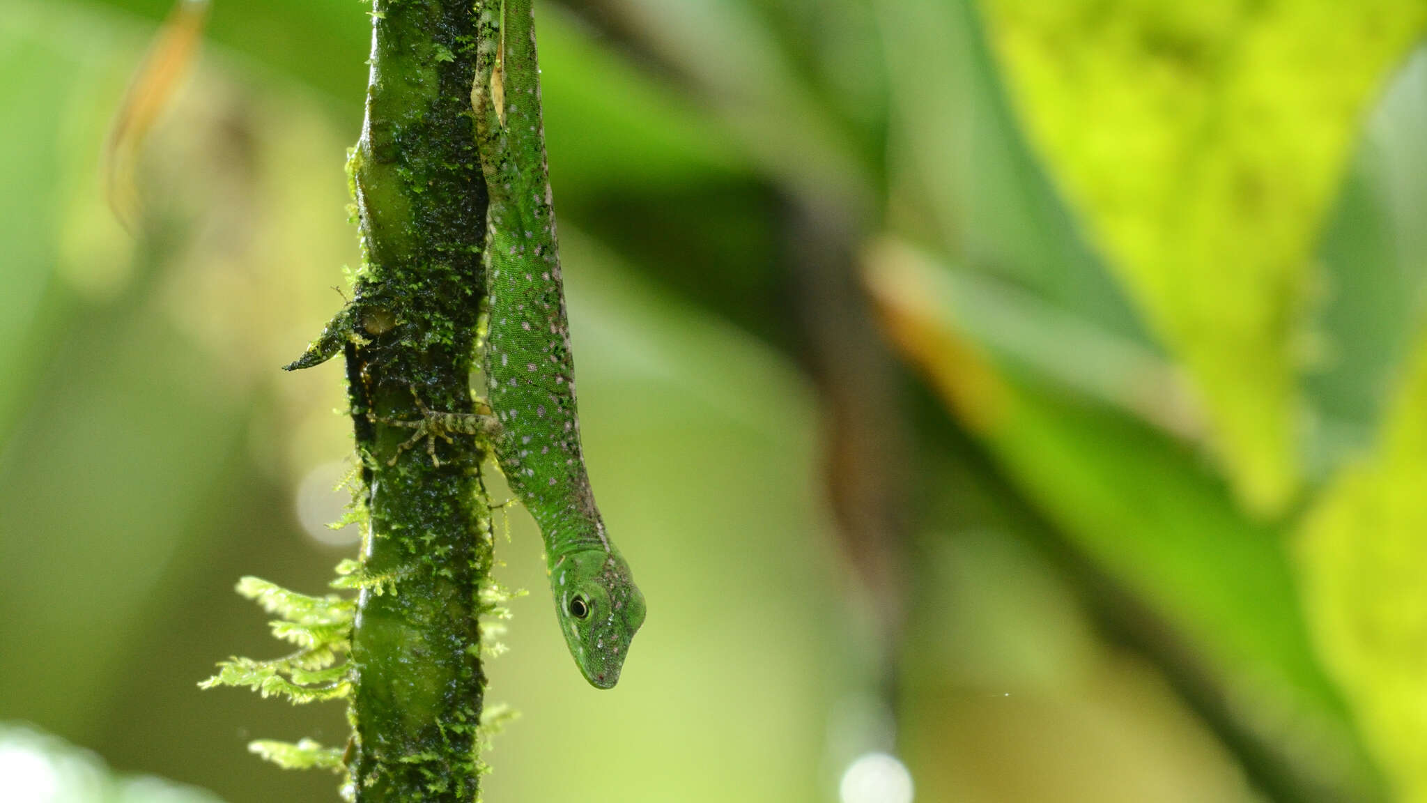 Image of Andes  Anole